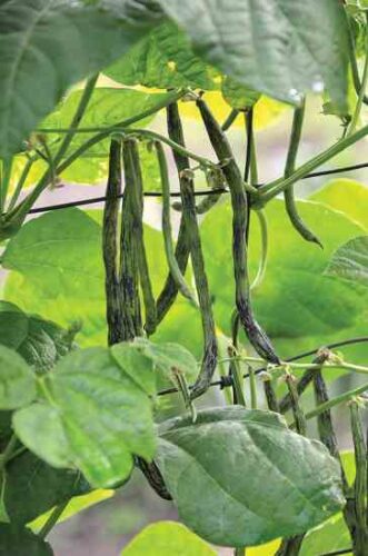 two-sisters-planting-corn-beans